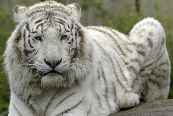 stock image White tiger