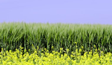 Rapeseed and wheat field clipart