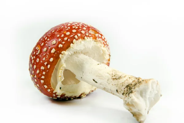 stock image Amanita Muscaria