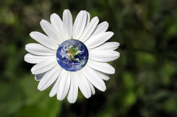 Bolygónk egy virág — Stock Fotó