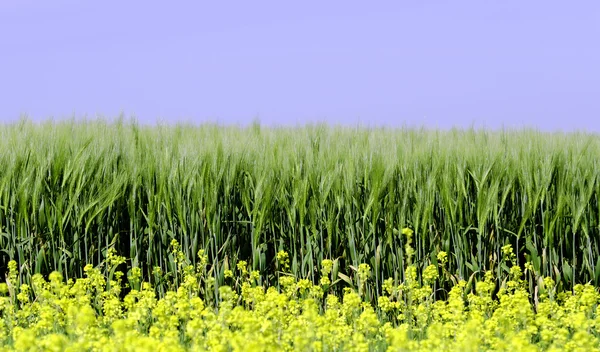 Řepka a pšenice pole — Stock fotografie