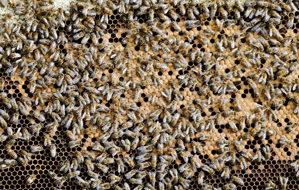 Pszczelarstwa — Zdjęcie stockowe