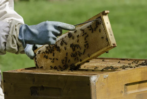 Бджоляр — стокове фото