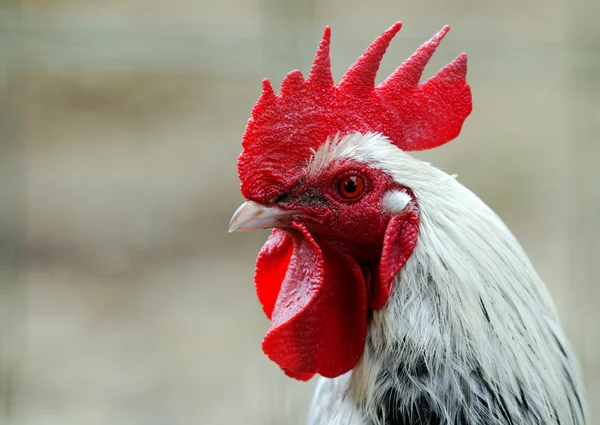 stock image Rooster