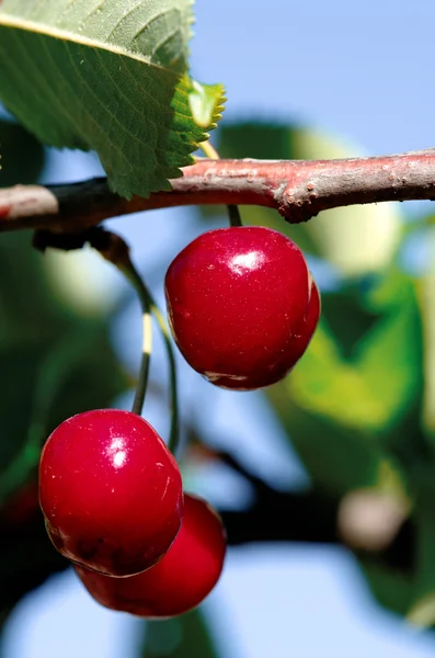 Stock image Cherry