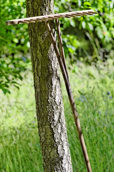 나무 갈 퀴 — 스톡 사진