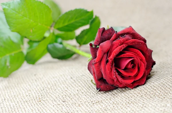 Eine rote Rose — Stockfoto