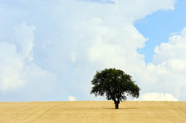 孤立的树 — 图库照片