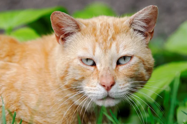 Röd katt赤い猫 — ストック写真