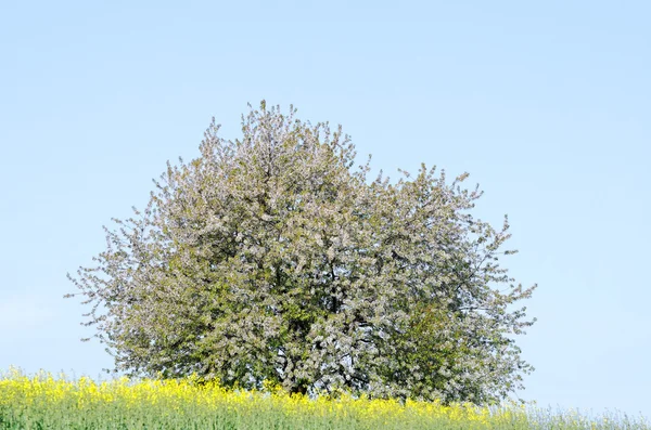 Drzewa owocowe — Zdjęcie stockowe