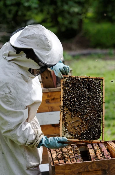 养蜂人 — 图库照片