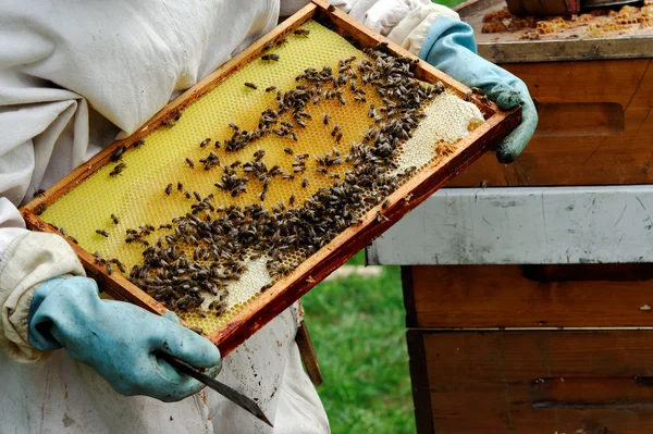 Бджоляр — стокове фото