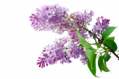 Lilac. clipart