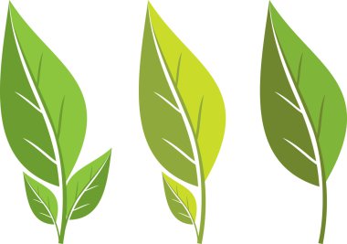 Set of leaves clipart