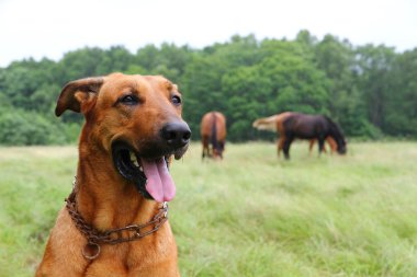 Patrol dog clipart