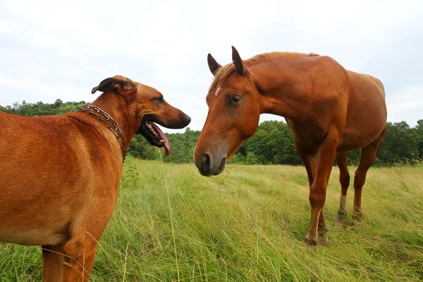 Лошадь и собака — стоковое фото