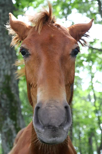 Paard gezicht — Stockfoto