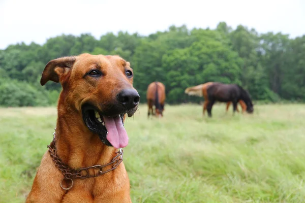 Cão patrulha — Fotografia de Stock