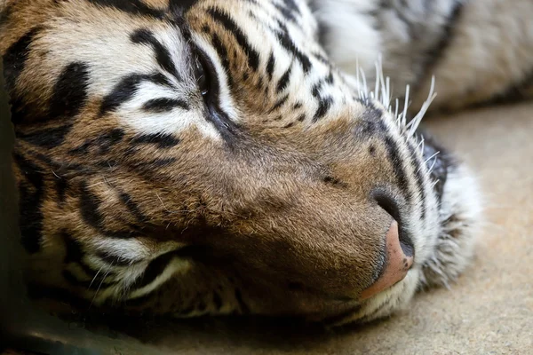 Bengal Tiger — Stock Photo, Image
