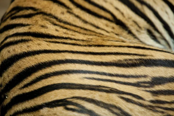 Tiger skin — Stock Photo, Image