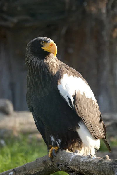 Águila oriental — Foto de Stock