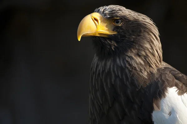 Águila oriental — Foto de Stock