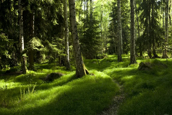 原始森林 — 图库照片
