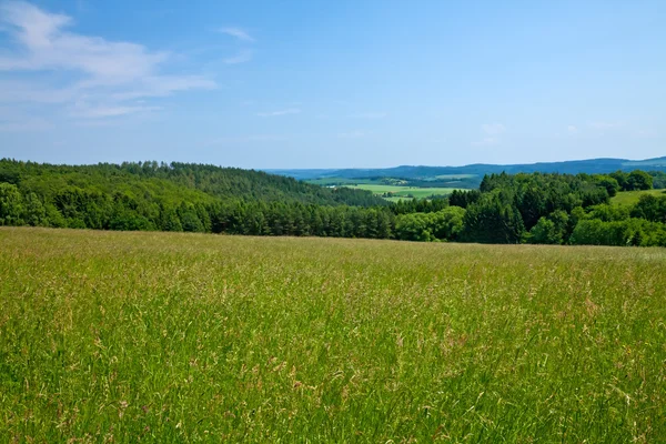 Spring grass field at forest — Stock Photo, Image