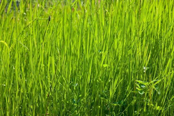 Spring grass texture in the sunlight 2 — Stock Photo, Image