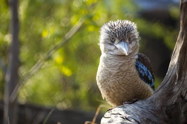 stock image Kookaburra Dacelo novaeguineae Kingfisher with a funny look