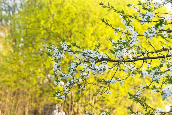 stock image Spring Time