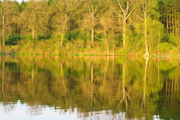 Красивый вид реки с отражением деревьев — стоковое фото