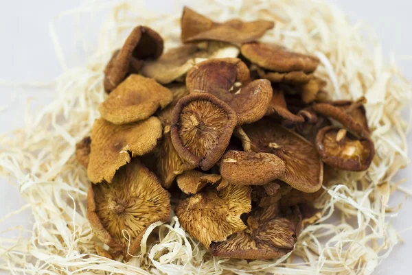 Купа сушених грибів — стокове фото