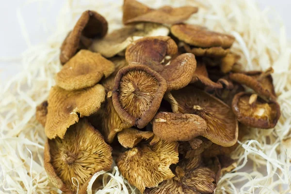 Сушені гриби — стокове фото