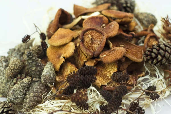Dried mushrooms and pine cones — Stock Photo, Image