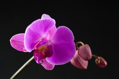 Purple orchid isolated on black clipart