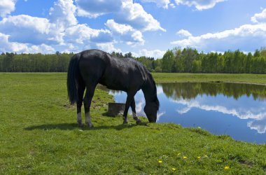 Beautiful spring view of the wood with a horse drinking water clipart