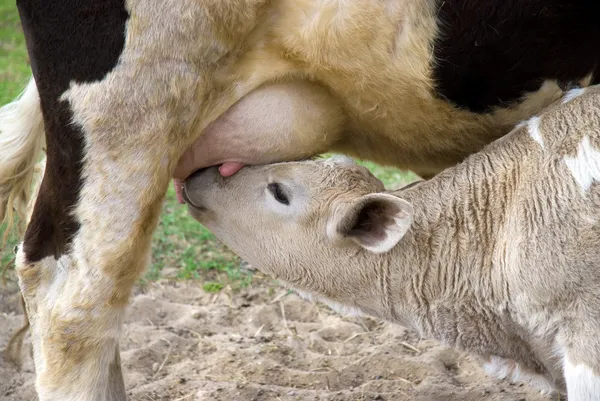 Теленок сосет молоко у матери. — стоковое фото