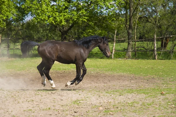 Brown horse in jump — Stock Photo, Image