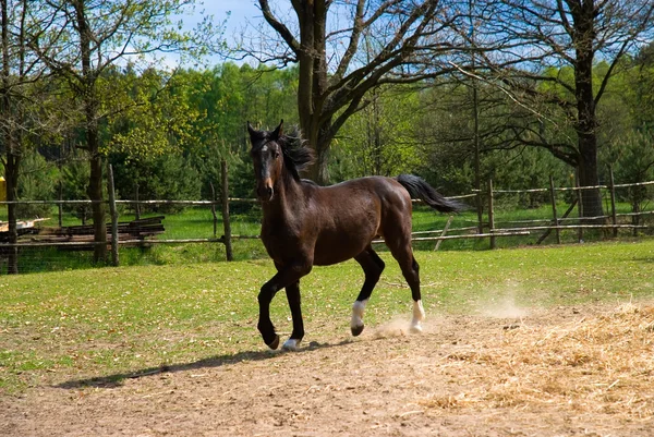 stock image Brown horse in jump