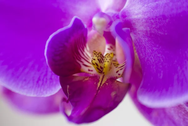 紫色兰花，白色背景分离 — 图库照片