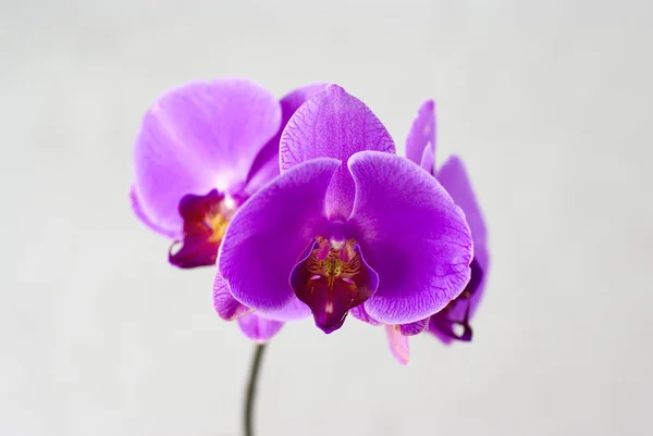 Purple orchid isolated on white background — Stock Photo, Image
