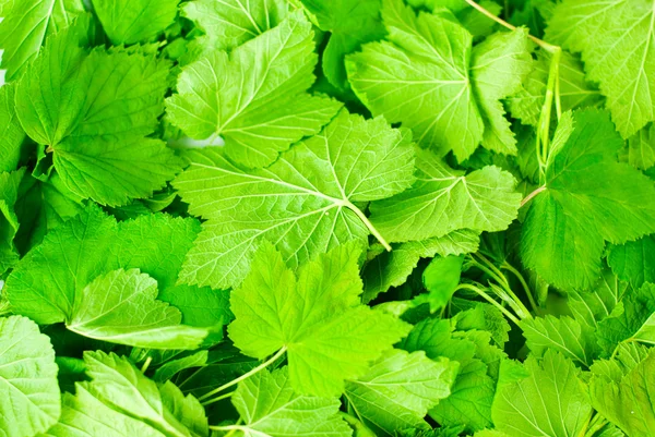 Fragrant leaves of currant — Stock Photo, Image