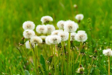 dandelions yeşil bir arka plan üzerinde bir buket