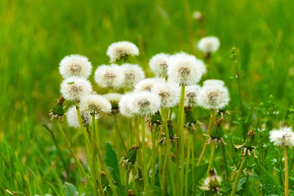 A bouquet of dandelions on a green background — Stock Photo, Image