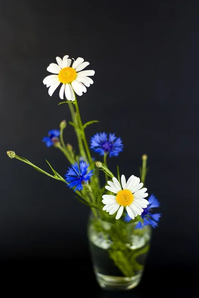 Wilde bloemen op een zwarte achtergrond — Stockfoto