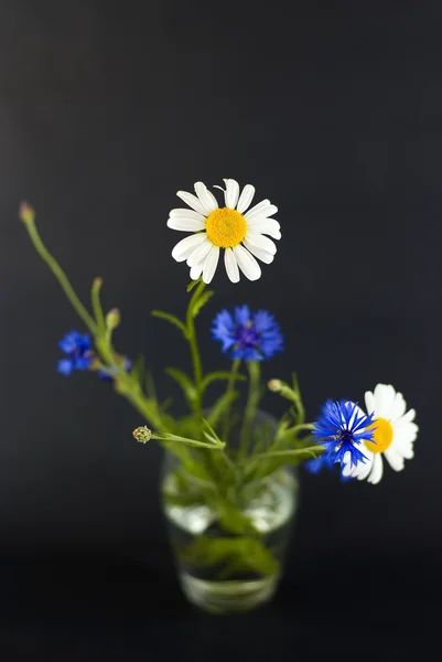 Vilda blommor på en svart bakgrund — Stockfoto