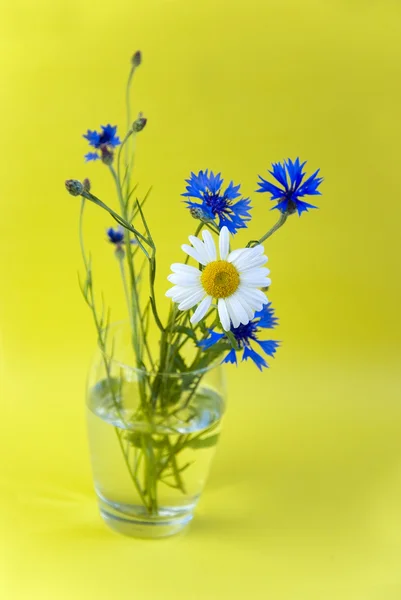 Fleurs sauvages sur fond jaune — Photo