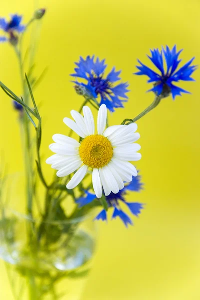 Flores selvagens em um fundo amarelo — Fotografia de Stock