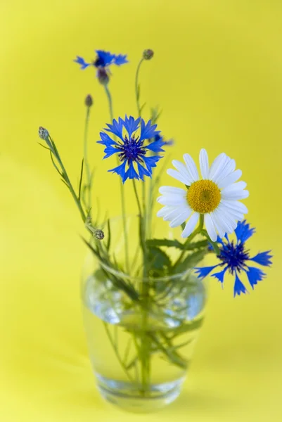 Дикие цветы на желтом фоне — стоковое фото